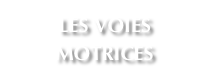 LES VOIES MOTRICES