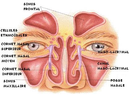 Pathologies du sinus frontal