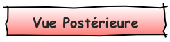 Vue Postérieure