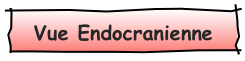Vue Endocranienne